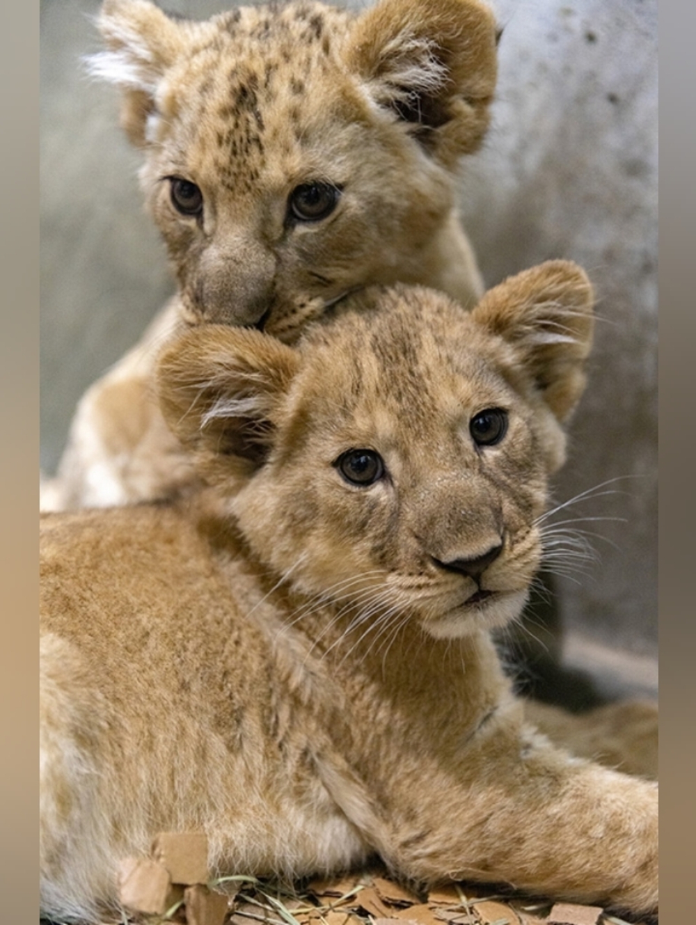 Custom Fridge Magnet Lion Cubs